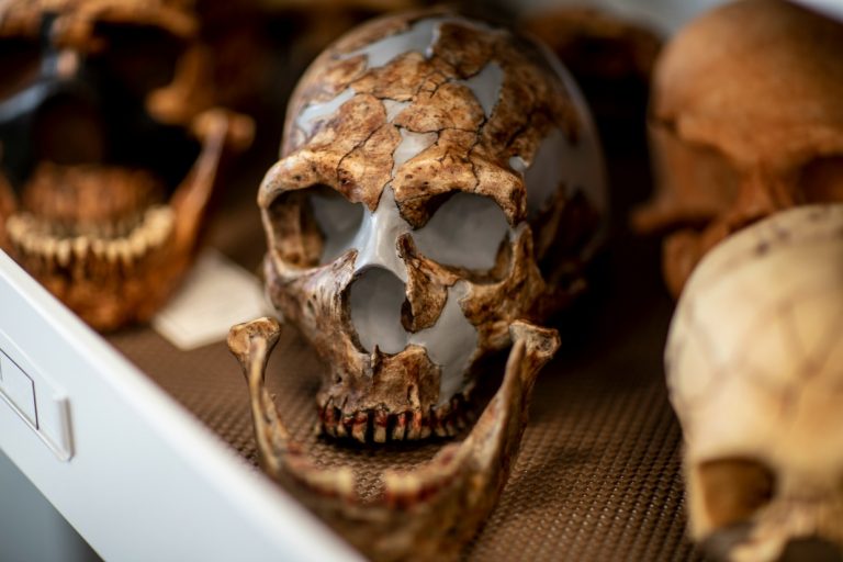 112119-05-History-Prehistoric-Evolutoin-Neanderthal