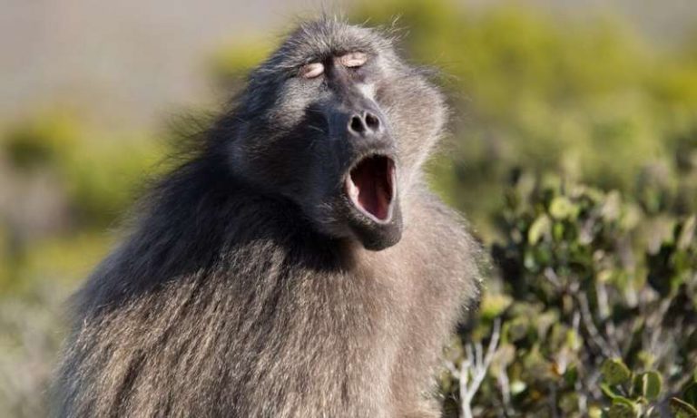 122519-01-History-Language-Primate-Evolution