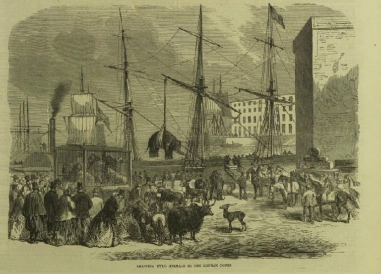 012520-30-History-Victorian-Animal