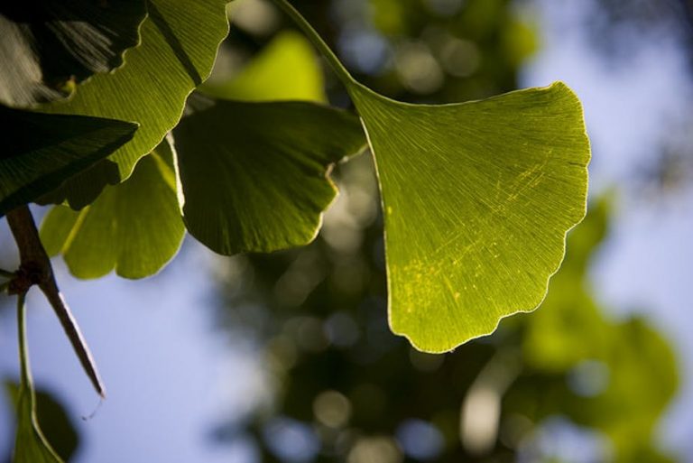 012820-59-Medicine-Health-Homeopathy