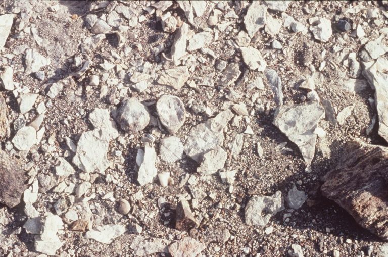 022420-19-History-Prehistoric-Evolution-Antarctica