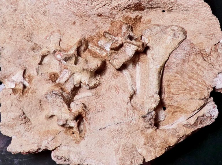 022420-22-Prehistoric-History-Antarctica-Dinosaur-Evolution