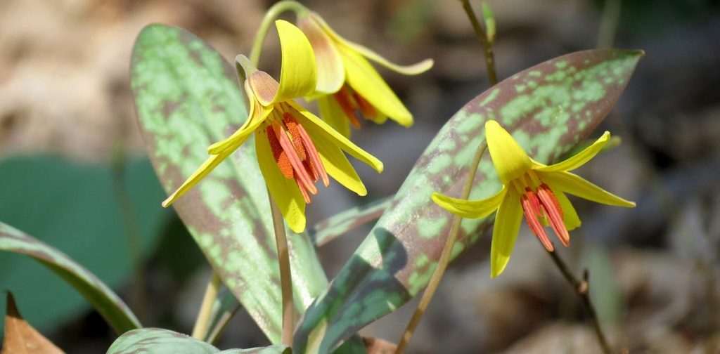 Spring Is Arriving Earlier across the U.S., and That's Not Good News