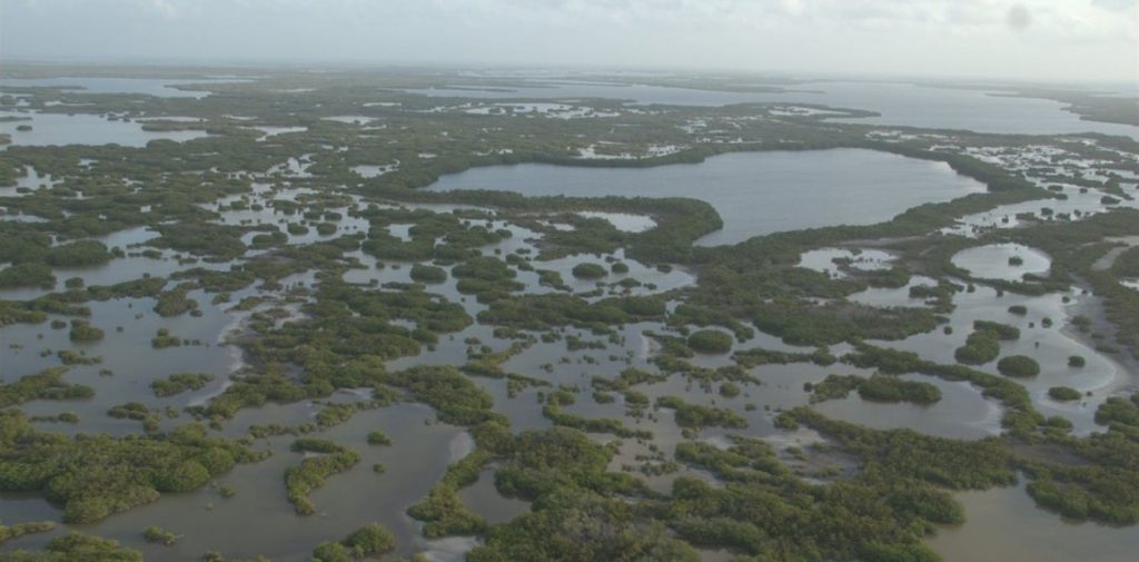 Protecting Mangroves Can Prevent Billions of Dollars in Global Flood Damage 3 Protecting Mangroves Can Prevent Billions of Dollars in Global Flood Damage