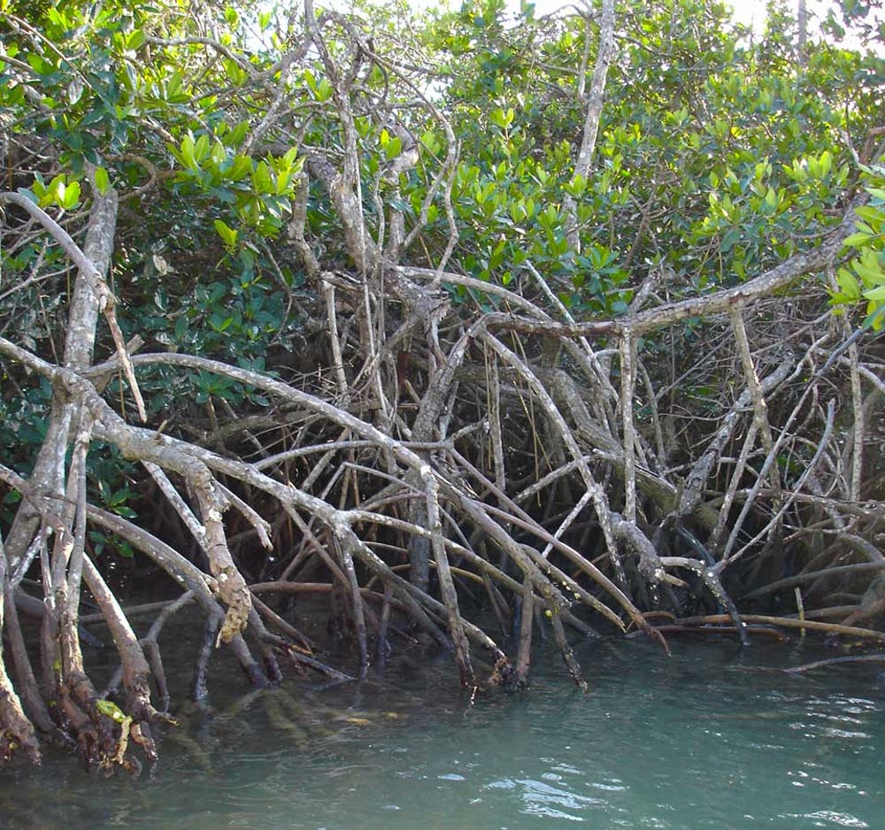 Protecting Mangroves Can Prevent Billions of Dollars in Global Flood Damage 6 Protecting Mangroves Can Prevent Billions of Dollars in Global Flood Damage
