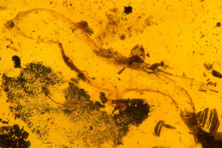 031220-28-History-Prehistoric-Ancient-Dinosaur-Evolution