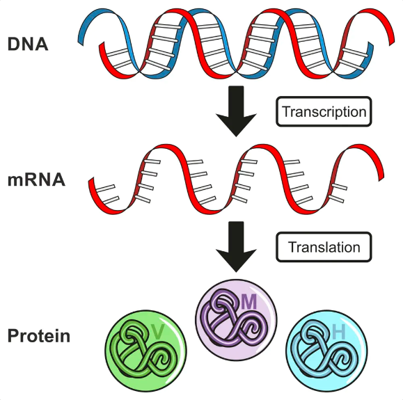 A New Type of Vaccine Using RNA Could Help Defeat COVID-19 7 A New Type of Vaccine Using RNA Could Help Defeat COVID-19
