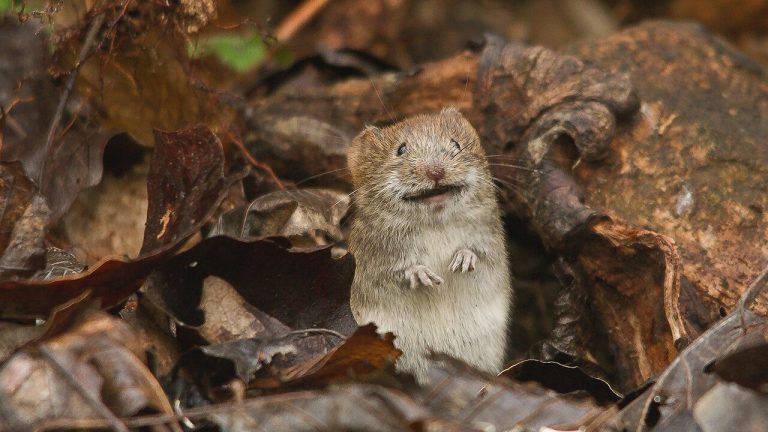 062520-21-History-Museum-Disease-Animals