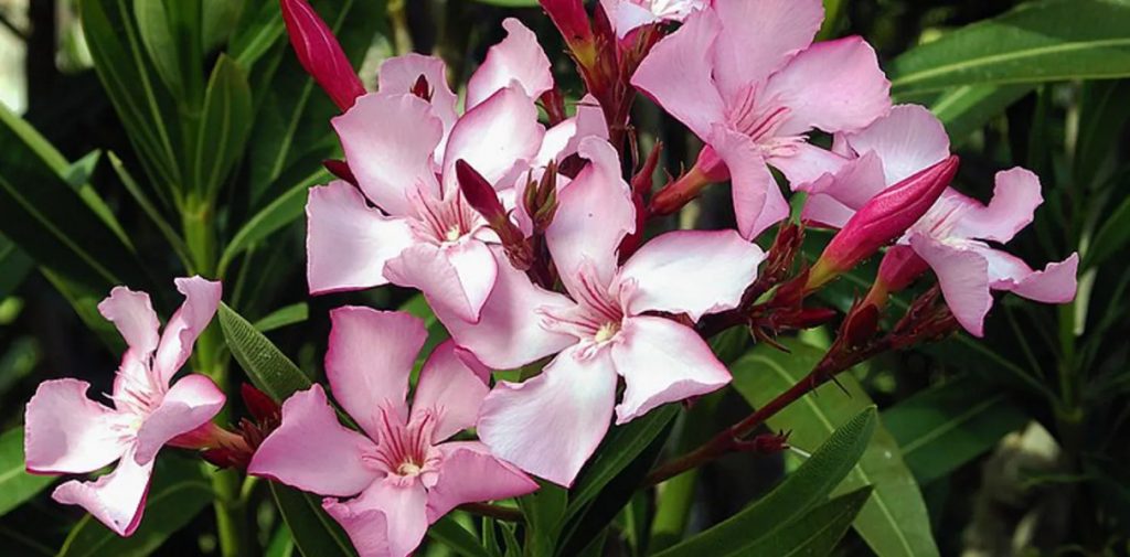 Oleandrin Is a Deadly Plant Poison, Not a COVID-19 Cure