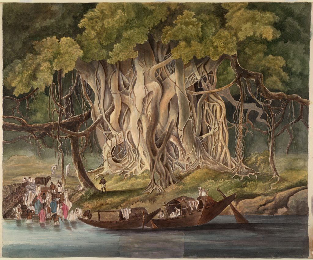 Vedas and More: A History of Sacred Texts in Hinduism 14 Painting of a large banyan tree, showing the numerous intertwined aerial roots reaching down to the ground creating an appearance of many trees when in reality it is just one tree
