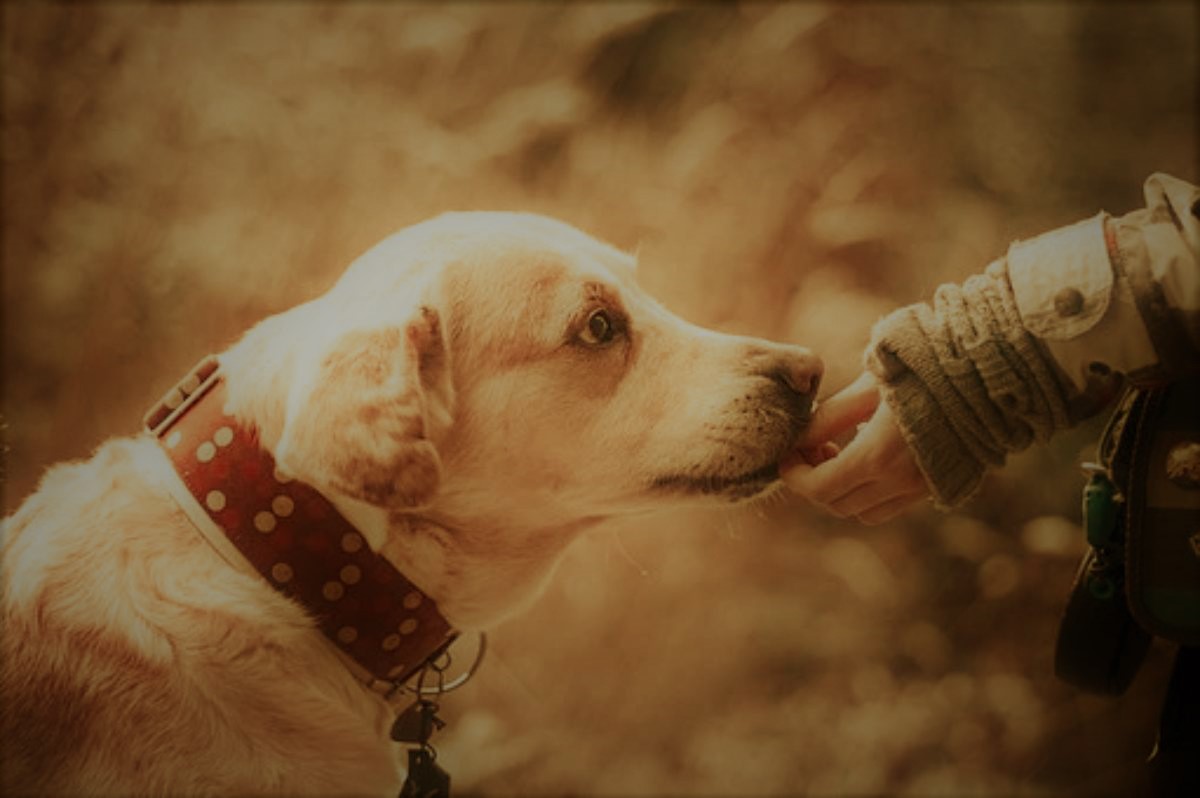 How to Keep Pests Off Your Dog This Flea Season Brewminate A Bold