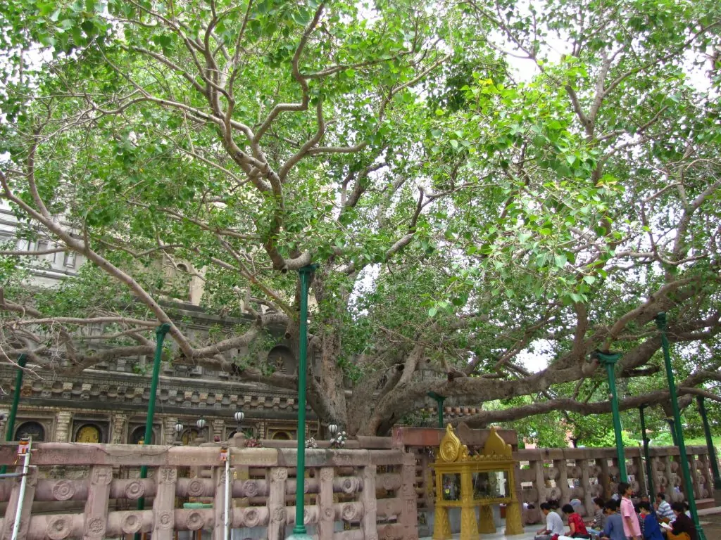 Bodhi tree inside stone railing