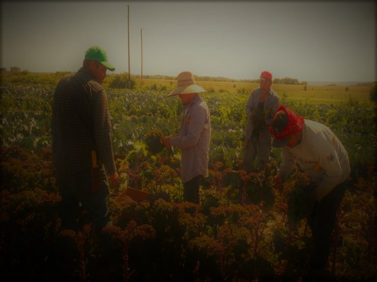 122520-16-Immigration-Labor