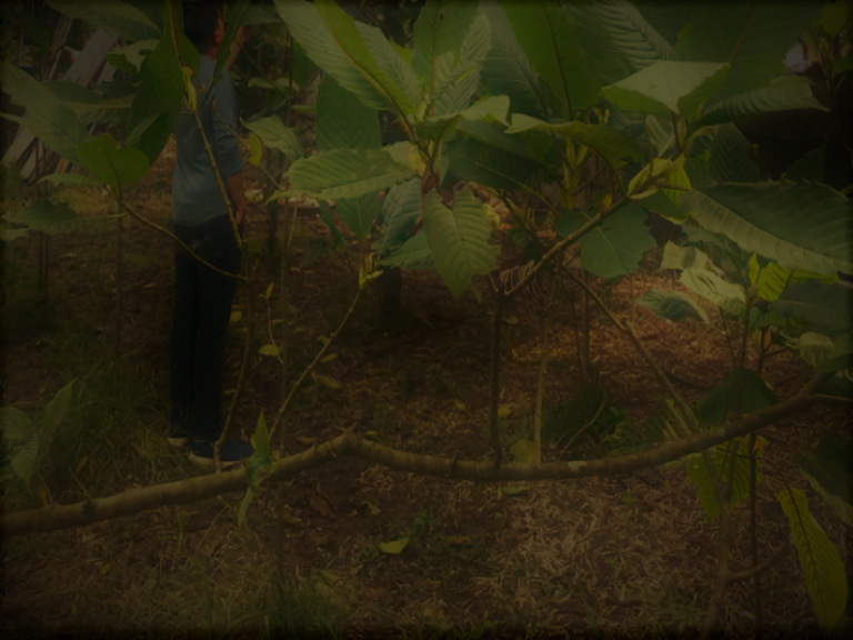 012220-04-Medicine-Kratom