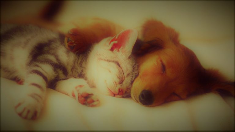 3 Things You Need To Know Before Getting CBD Oil For Your Pets 16 CBDPets-HereKitt02