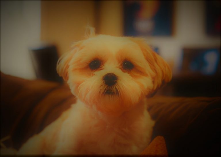 TeddyBearJoshCobbe02