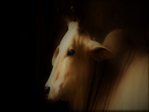 When Sacred Cows Become Tools of the State in India 17 022121-01-India-Climate-Change