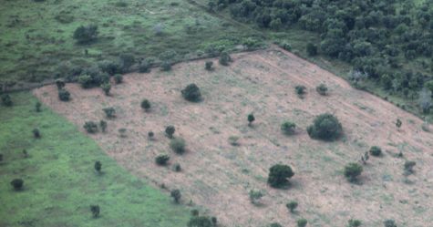 Rainforest Turning Into Savanna as Climate Warms