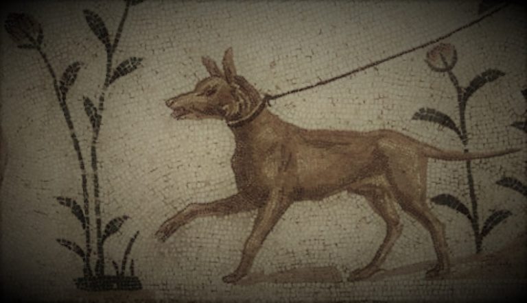 AnimalsMediterraneanNew01