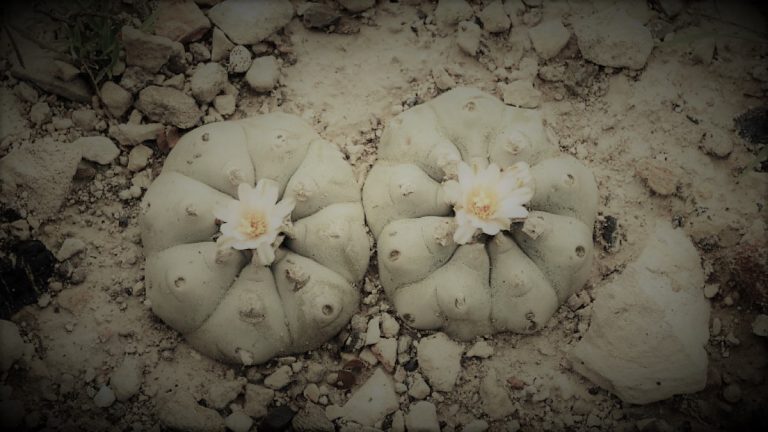 050221-14-History-Drugs