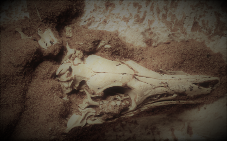 050621-01-History-Dinosaurs