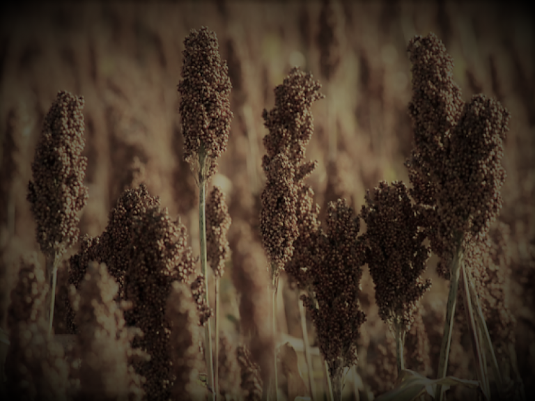 071121-14-History-Agriculture