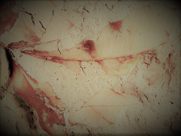 PetrifiedTreesAmazonNew01