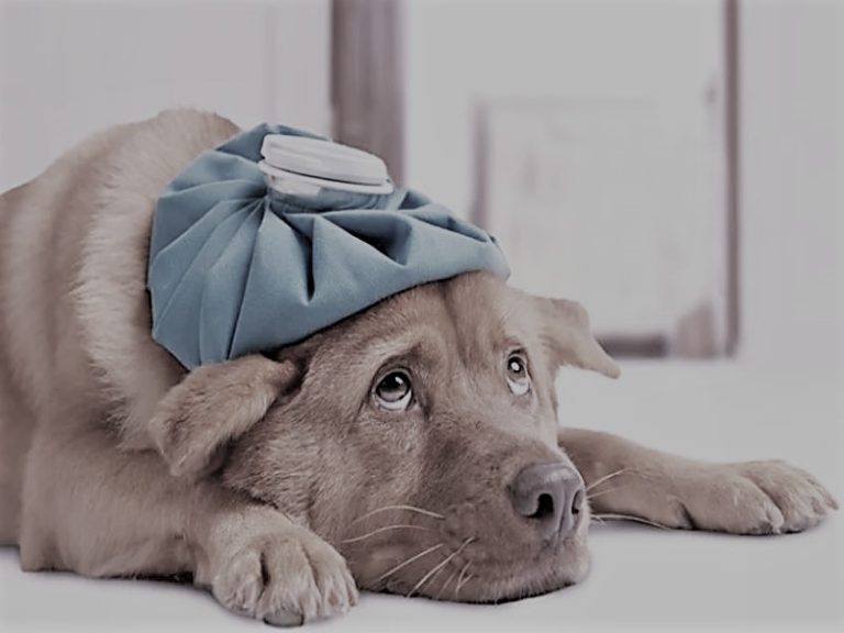 2BestPetInsurance-NikkiGabriel01