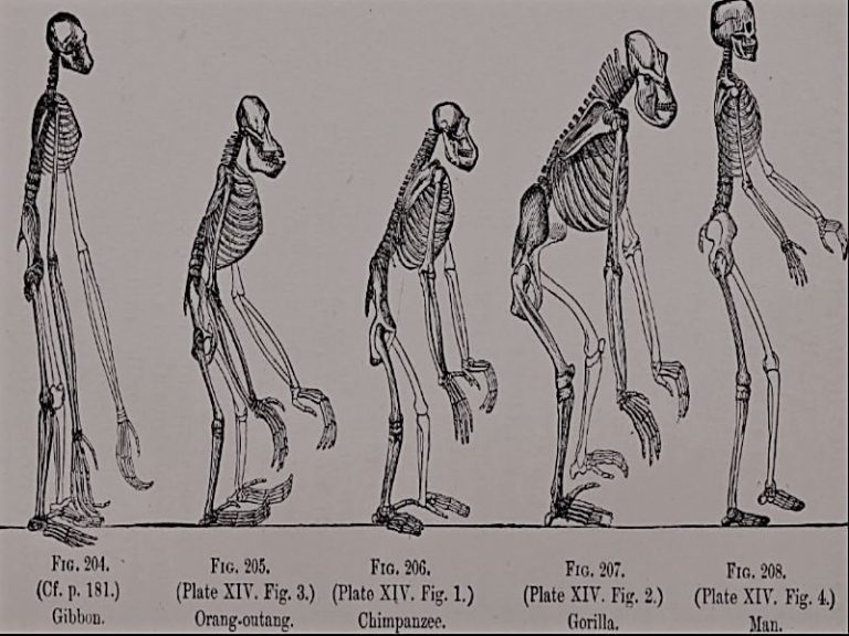 111221-01-History-Evolution