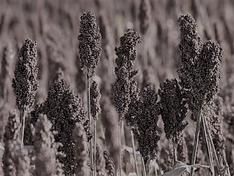 112021-01-History-Agriculture