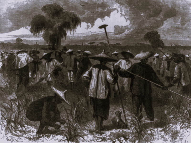 Chinese Laborers On 19th Century Louisiana Sugar Plantations