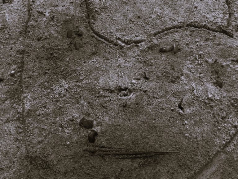 013022-01-History-Biology