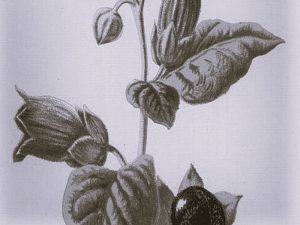 ‘Dwale’: A Medieval Sleeping Drug in the Seventeenth-Century 13 013122-24-History-Drugs
