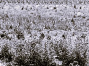 020222-15-Medicine-THC