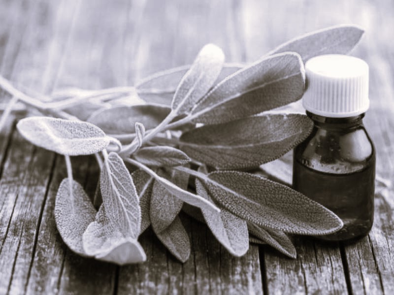 Clary Sage for Hair A Natural Remedy for Hair Growth Brewminate A Bold Blend of News and Ideas