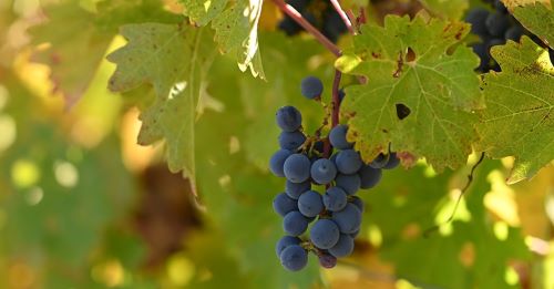 Examining the Effects of Vine Vigor on Grapes