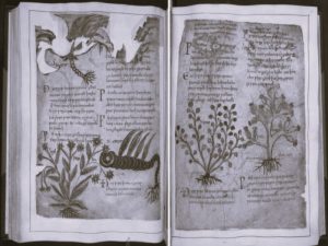 Mandrake Medicine and Myths since the Ancient World 19 072522-36-History-Medicine