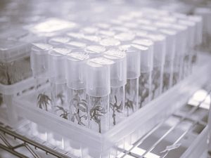 How to Enter the CBD Business in 2022 24 EnterCDBIndustry-LiamFarmer01