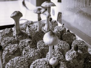 BenefitsMixingCannabisShrooms-ImalaGreen02