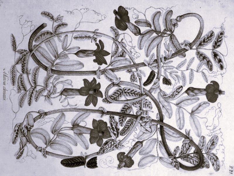 “Spontaneous Revolutions” Darwin’s Diagrams of Plant Movement
