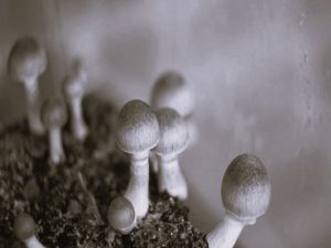Are Psychedelics Like 'Magic Mushroom' the Future of Pain Relief? 9 110622-10-Medicine