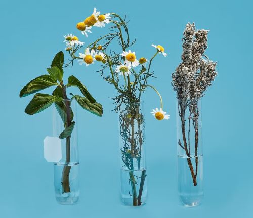 A History of Love, Longing, and Tea from the Polski Sklep