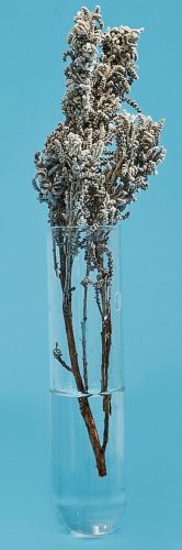 A History of Love, Longing, and Tea from the Polski Sklep