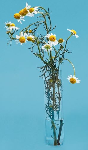 A History of Love, Longing, and Tea from the Polski Sklep