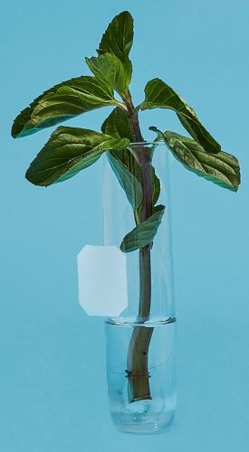 A History of Love, Longing, and Tea from the Polski Sklep