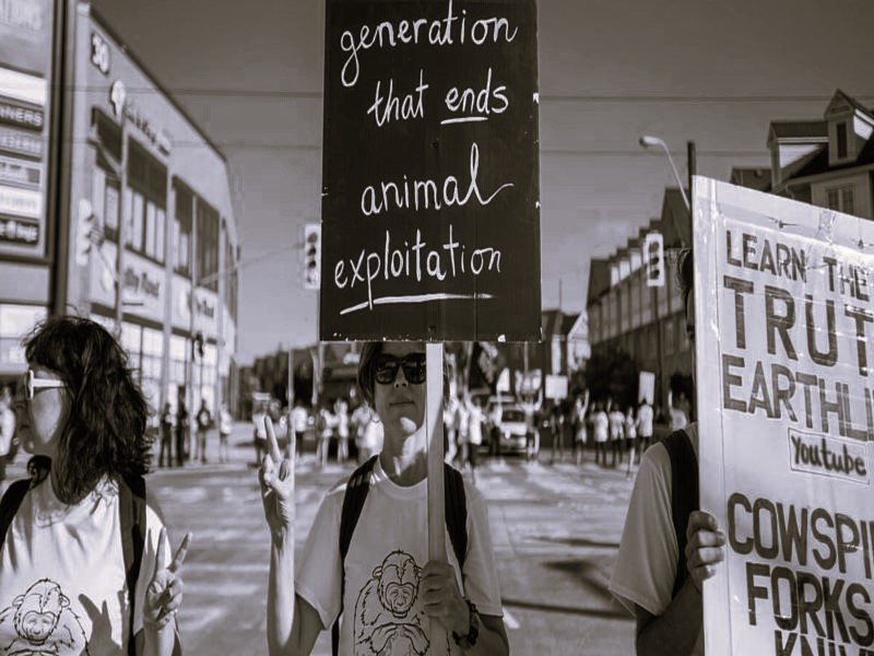 Animal Rights: The Simple Idea That Sparked a Movement Brewminate: A ...