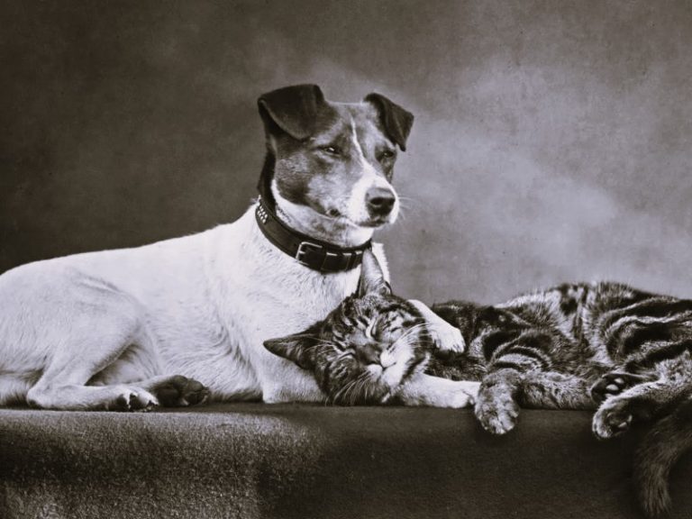 112522-43-History-Animals