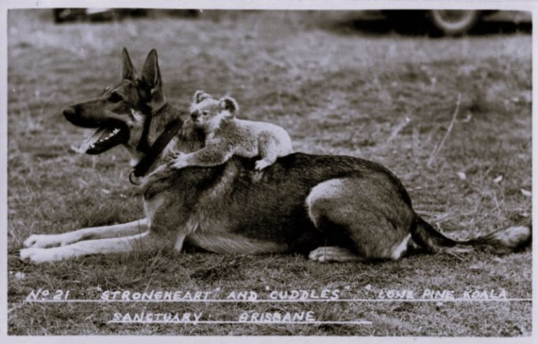 The Dogs Who Saved Hollywood: Strongheart and Rin Tin Tin 11 122022-21-History-Animals