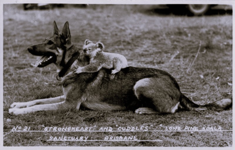 The Dogs Who Saved Hollywood: Strongheart and Rin Tin Tin