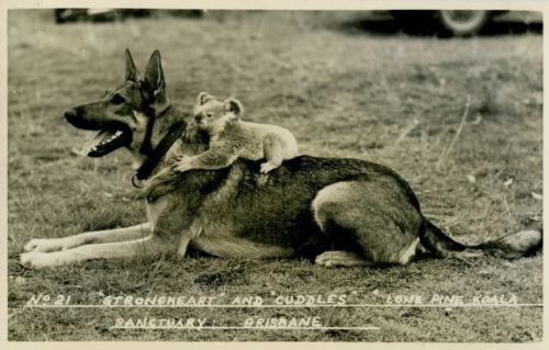 The Dogs Who Saved Hollywood: Strongheart and Rin Tin Tin